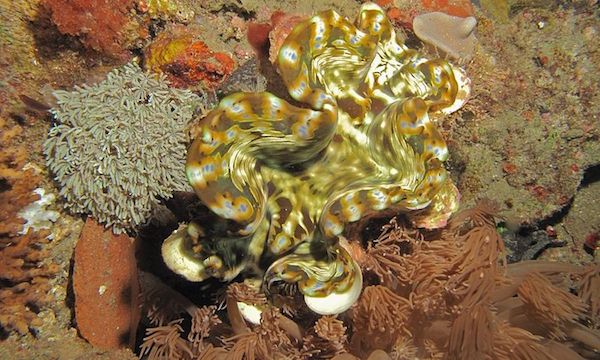 Fluted giant clam